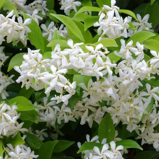 Star Jasmine