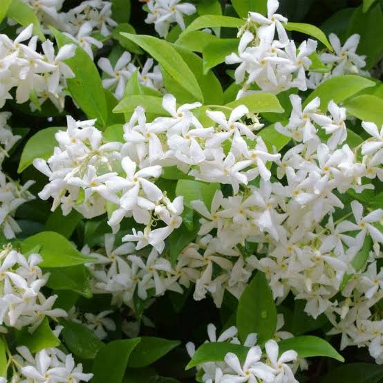 Trachelospermum Jasminoides/Star Jasmine /Confederate Jasmine