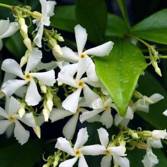 Trachelospermum Jasminoides/Star Jasmine /Confederate Jasmine