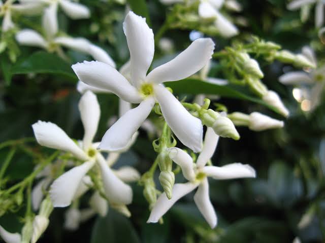 Trachelospermum Jasminoides/Star Jasmine /Confederate Jasmine