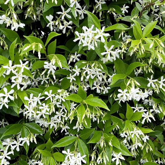 Trachelospermum Jasminoides/Star Jasmine /Confederate Jasmine