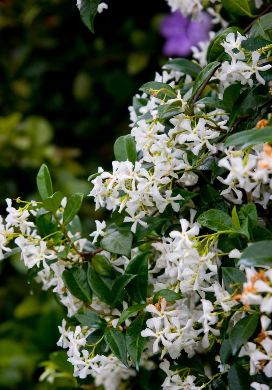 Trachelospermum Jasminoides/Star Jasmine /Confederate Jasmine