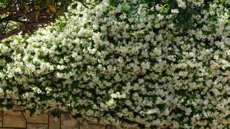Star Jasmine