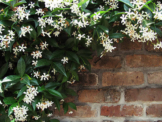 Trachelospermum Jasminoides/Star Jasmine /Confederate Jasmine