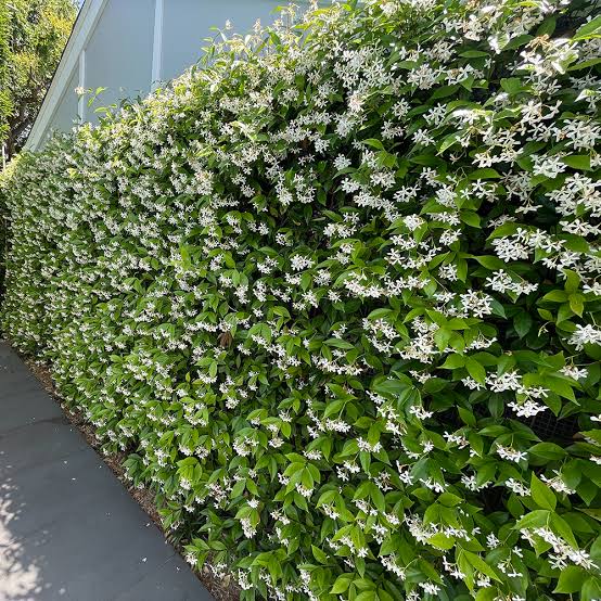 Trachelospermum Jasminoides/Star Jasmine /Confederate Jasmine