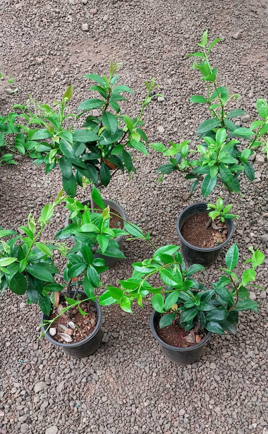 Star Jasmine