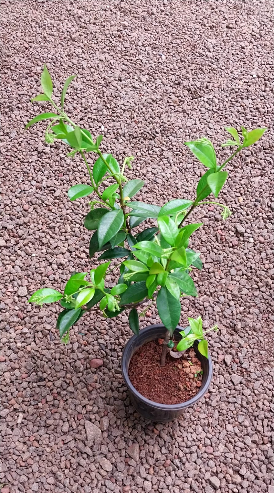 Star Jasmine