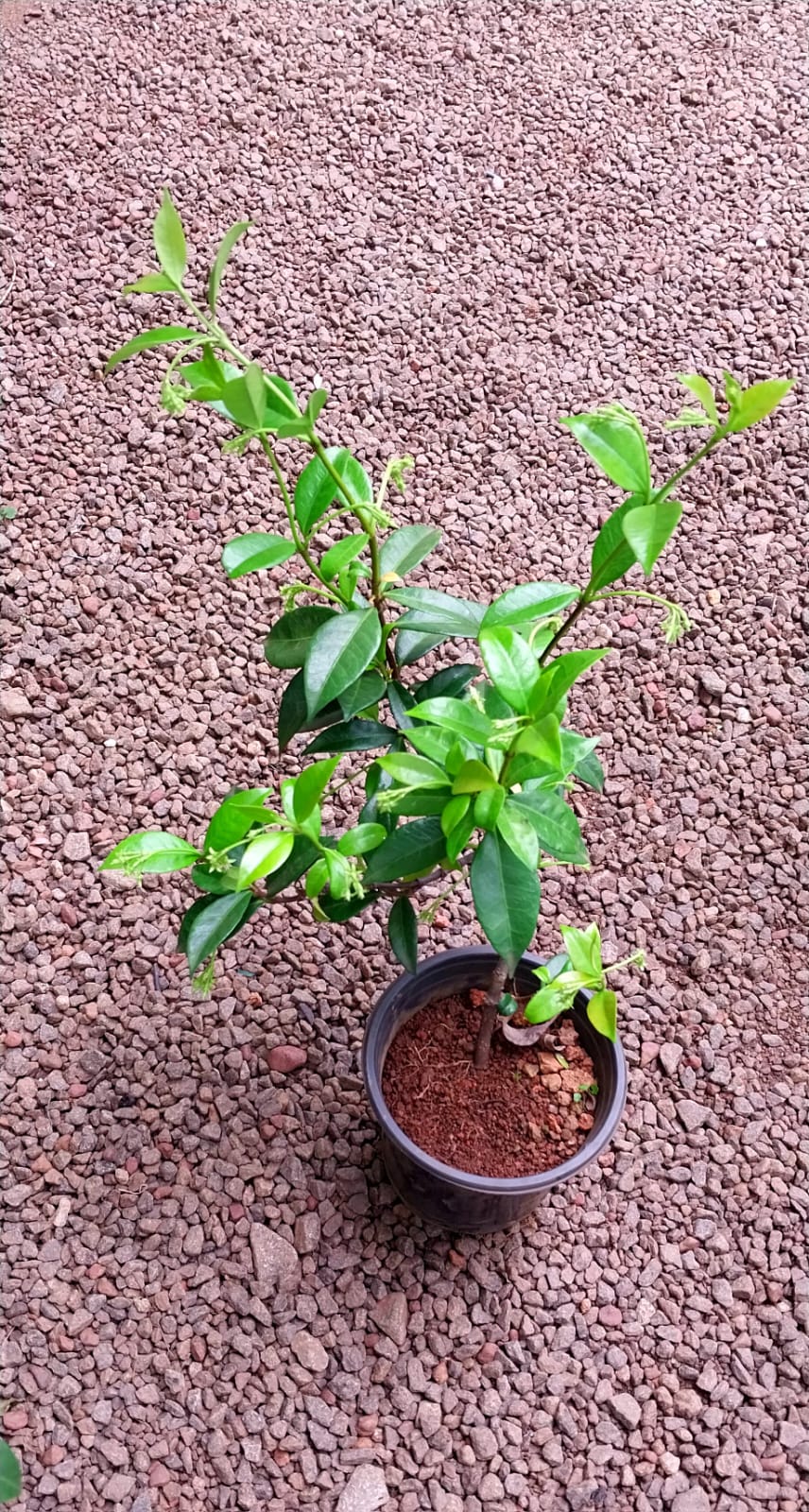 Star Jasmine