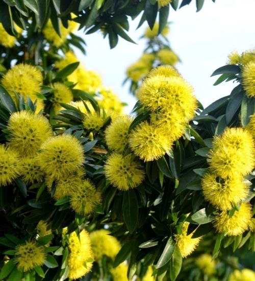 Golden Penda/ Xanthostemon Chrysanthus