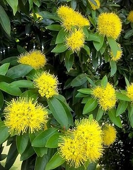 Golden Penda/ Xanthostemon Chrysanthus
