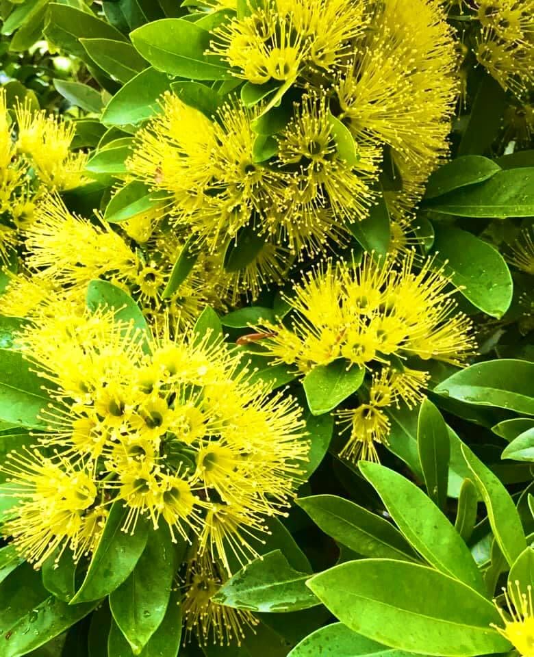 Golden Penda/ Xanthostemon Chrysanthus