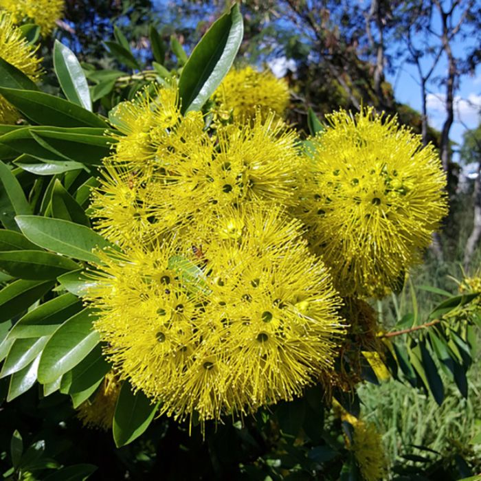 Golden Penda/ Xanthostemon Chrysanthus