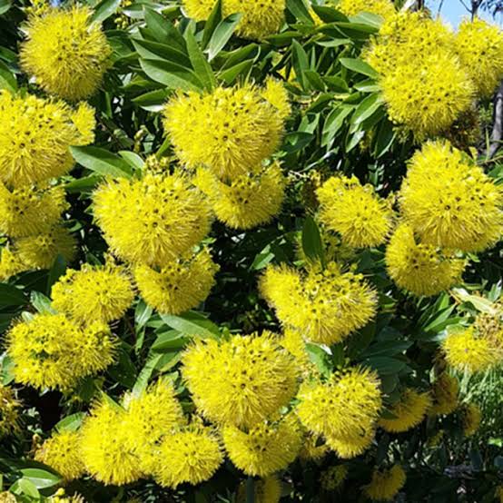 Golden Penda/ Xanthostemon Chrysanthus