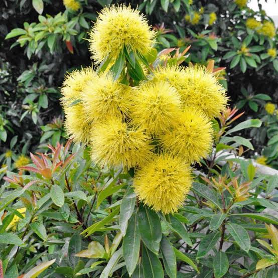 Golden Penda/ Xanthostemon Chrysanthus