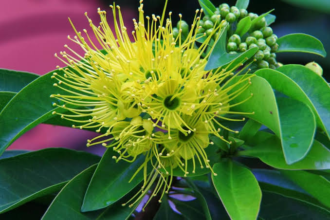 Golden Penda/ Xanthostemon Chrysanthus