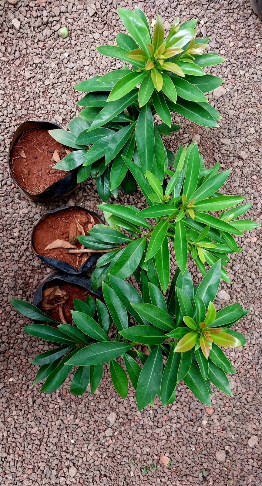 Golden Penda/ Xanthostemon Chrysanthus