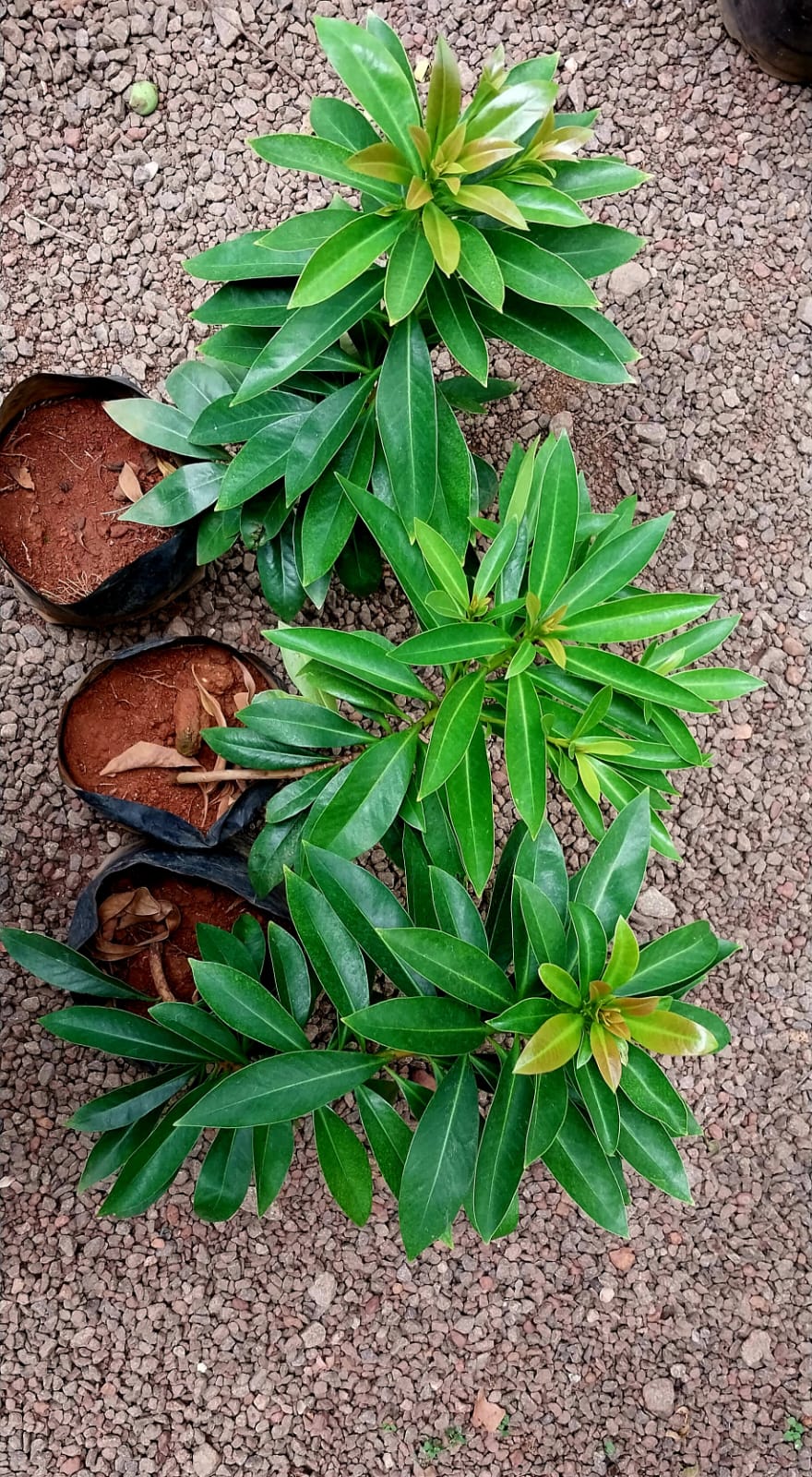 Golden Penda/ Xanthostemon Chrysanthus