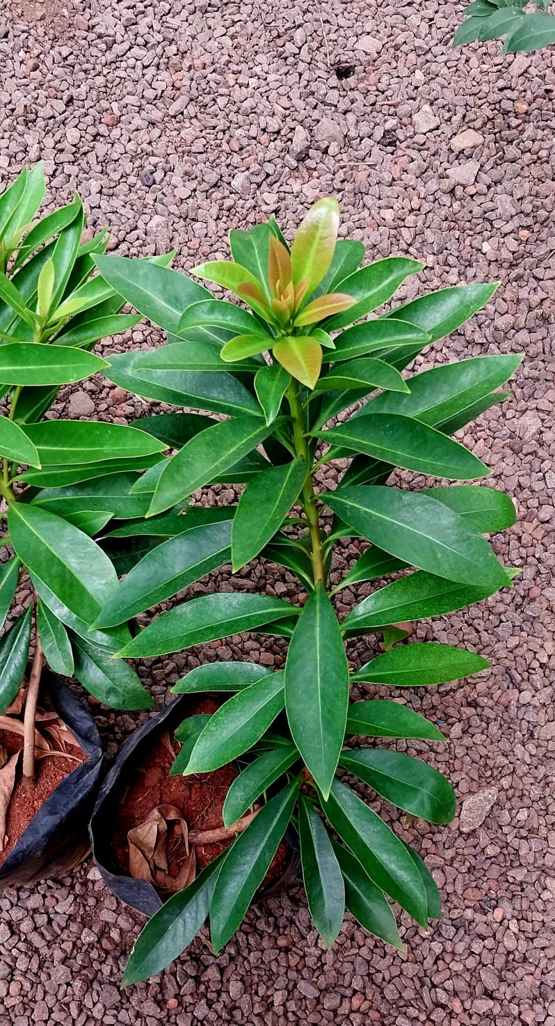 Golden Penda/ Xanthostemon Chrysanthus