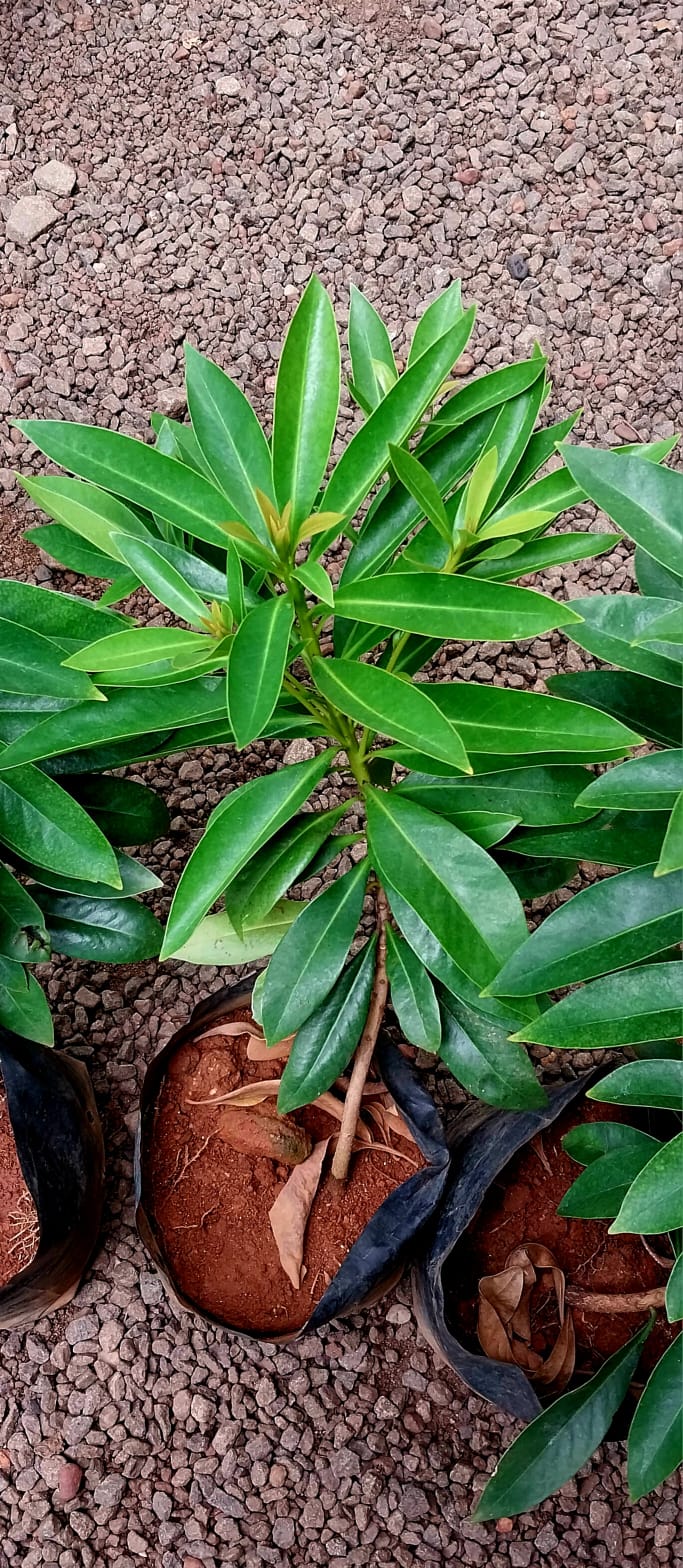 Golden Penda/ Xanthostemon Chrysanthus