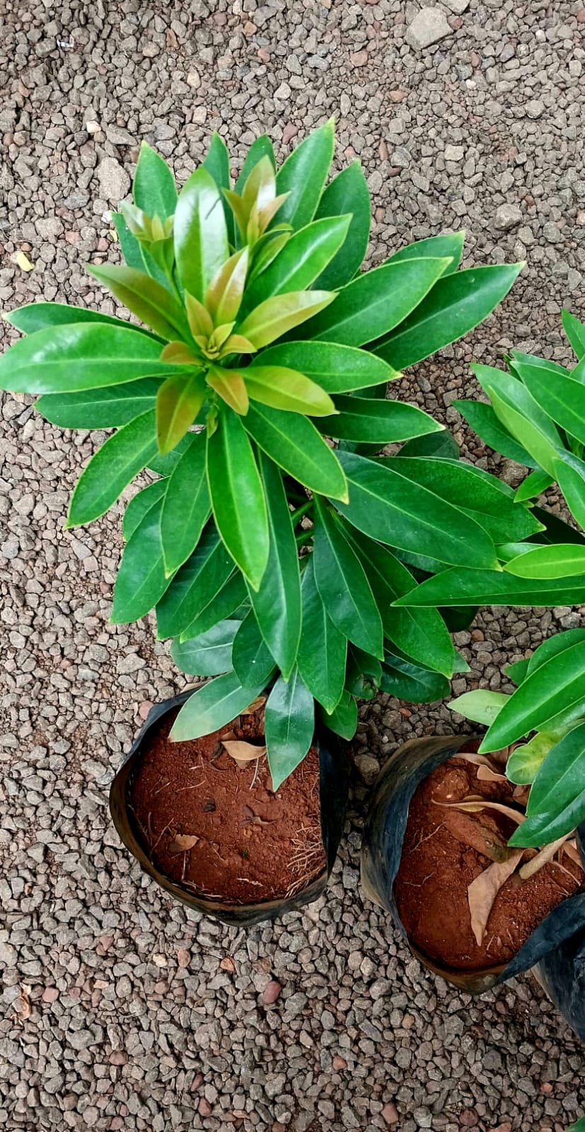 Golden Penda/ Xanthostemon Chrysanthus