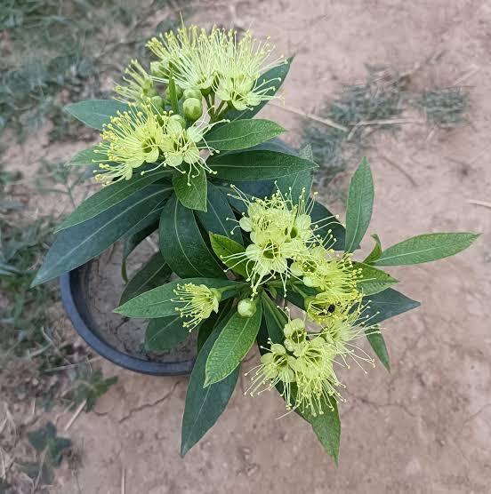 Xanthostemon Chrysanthus 'Little Penda'