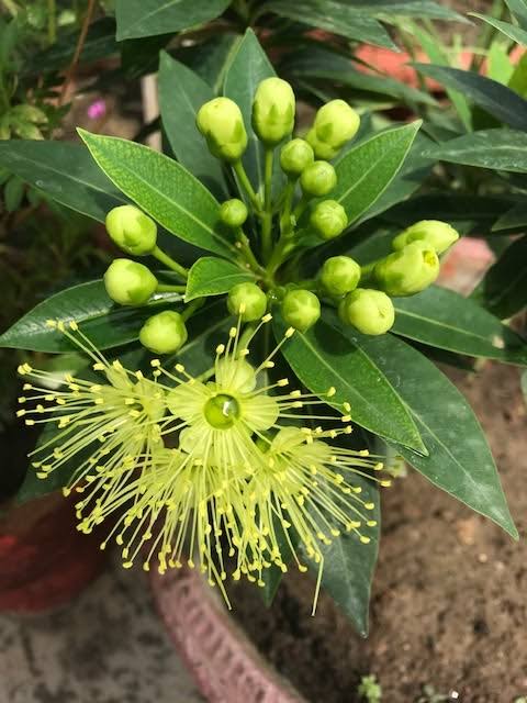 Xanthostemon Chrysanthus 'Little Penda'