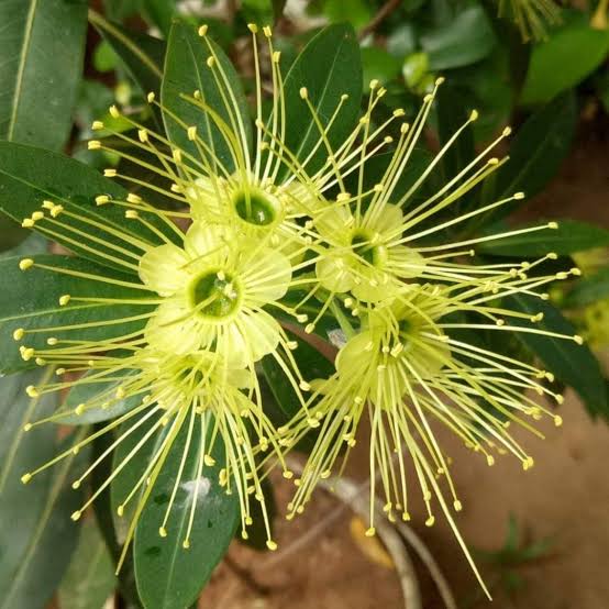 Xanthostemon Chrysanthus 'Little Penda'