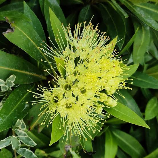 Xanthostemon Chrysanthus 'Little Penda'