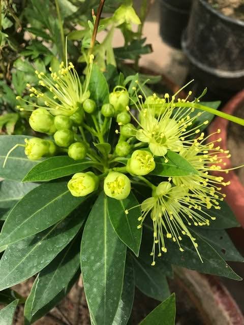 Xanthostemon Chrysanthus 'Little Penda'