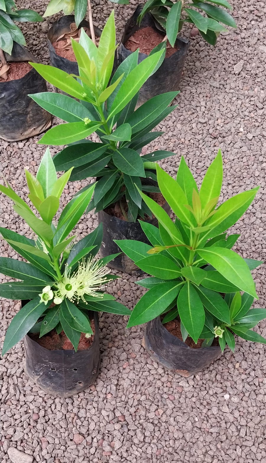 Xanthostemon Chrysanthus 'Little Penda'