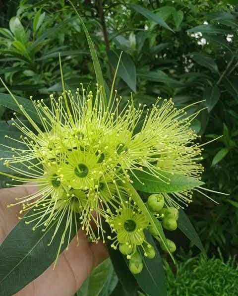 Xanthostemon Chrysanthus 'Little Penda'