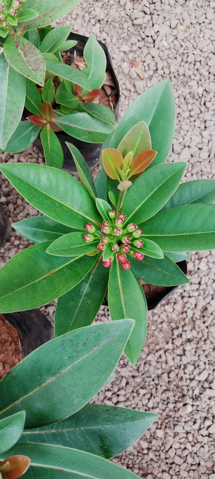 Red Penda/ Xanthostemon Youngii Red Penta/ Rosida Red/ First Love Red