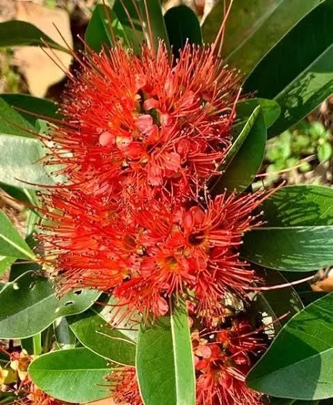 Red Penda/ Xanthostemon Youngii Red Penta/ Rosida Red/ First Love Red