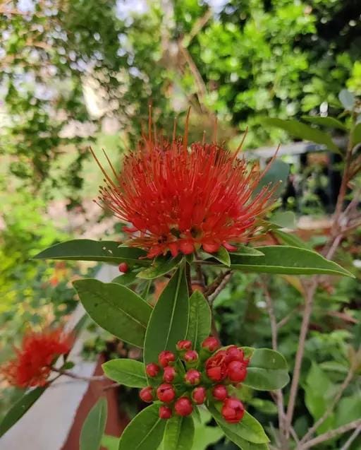 Red Penda/ Xanthostemon Youngii Red Penta/ Rosida Red/ First Love Red