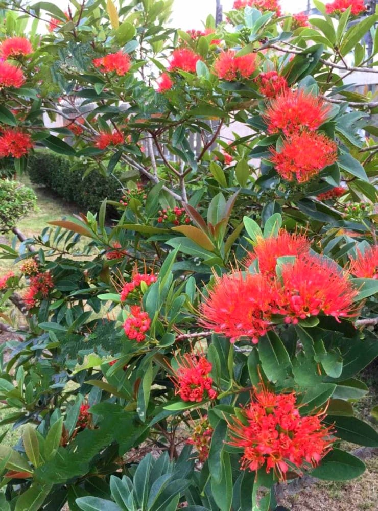 Red Penda/ Xanthostemon Youngii Red Penta/ Rosida Red/ First Love Red