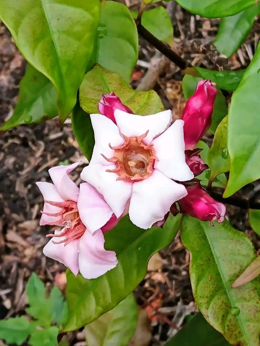 Strophanthus Gratus/ Climbing Oleander/ Rose Allamanda/ Fragrant Flower Plant