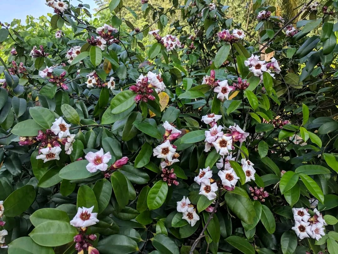 Strophanthus Gratus/ Climbing Oleander/ Rose Allamanda/ Fragrant Flower Plant