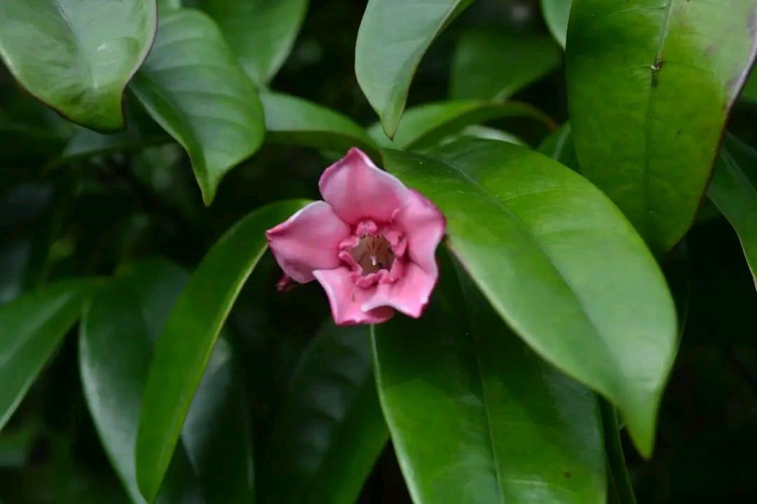 Strophanthus Gratus/ Climbing Oleander/ Rose Allamanda/ Fragrant Flower Plant