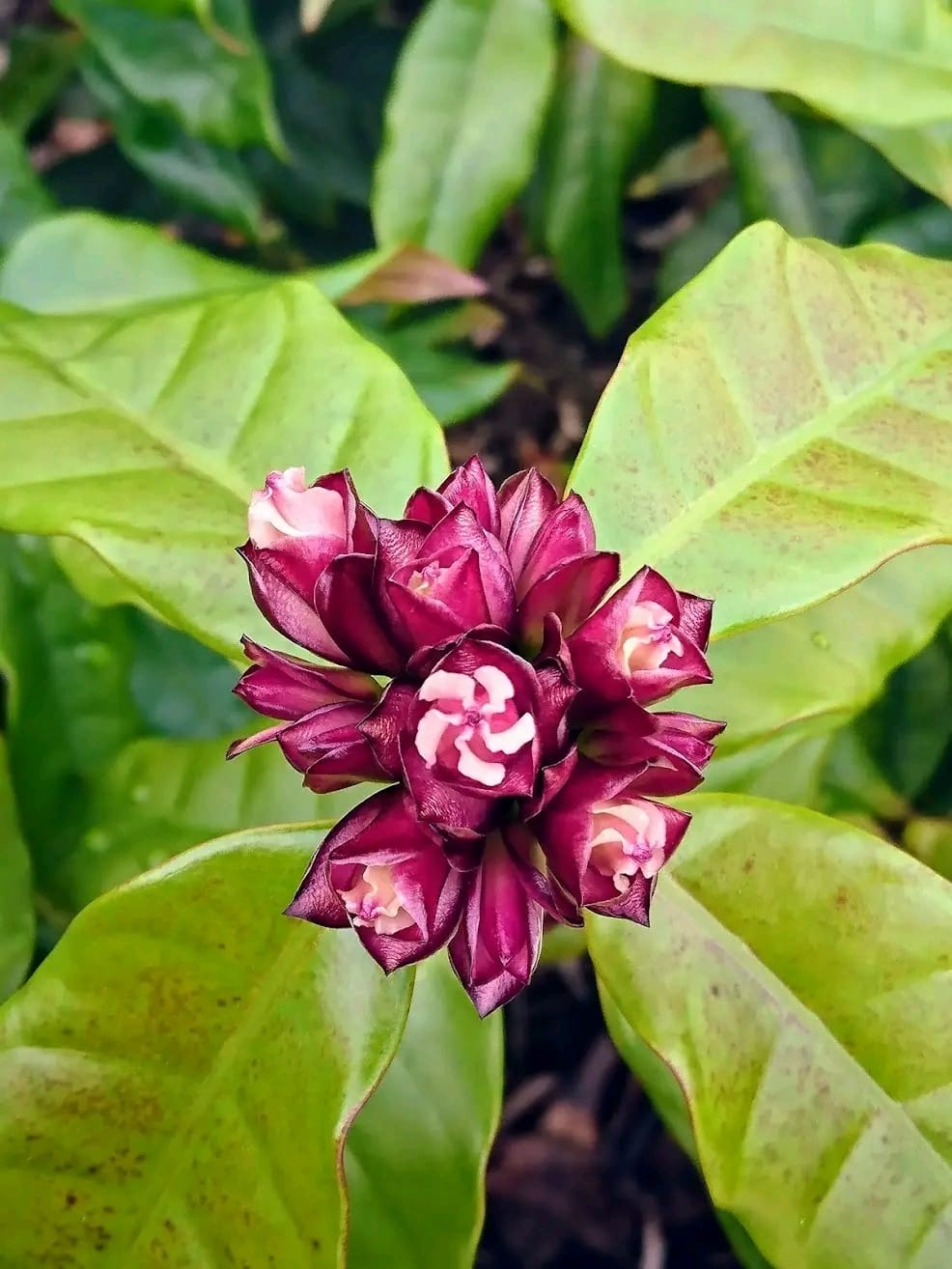 Strophanthus Gratus/ Climbing Oleander/ Rose Allamanda/ Fragrant Flower Plant