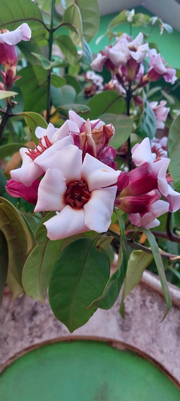 Strophanthus Gratus/ Climbing Oleander/ Rose Allamanda/ Fragrant Flower Plant