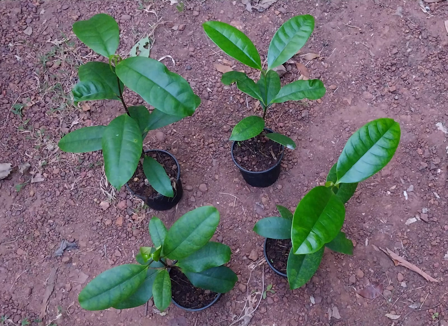 Strophanthus Gratus/ Climbing Oleander/ Rose Allamanda/ Fragrant Flower Plant