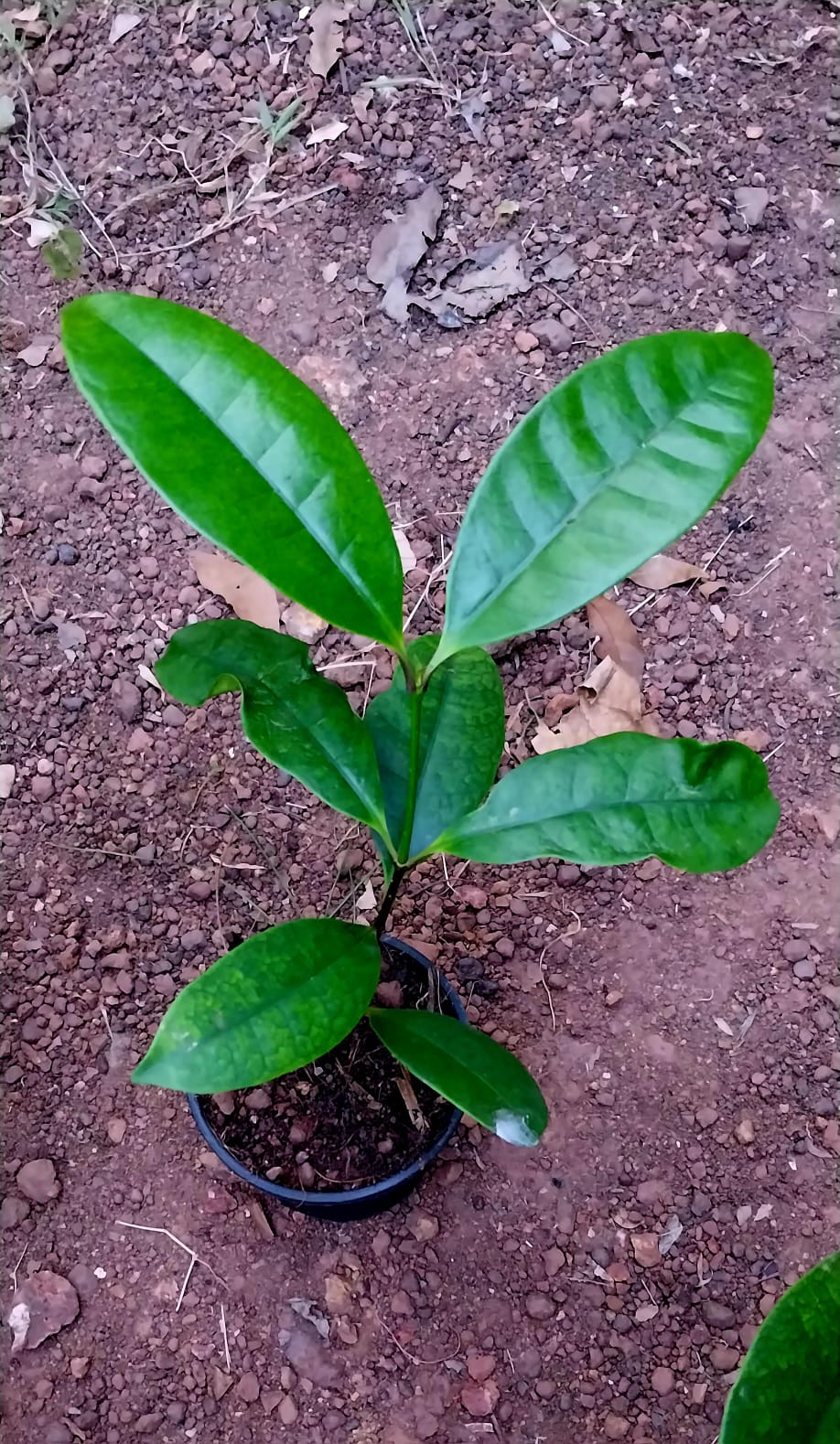 Strophanthus Gratus/ Climbing Oleander/ Rose Allamanda/ Fragrant Flower Plant