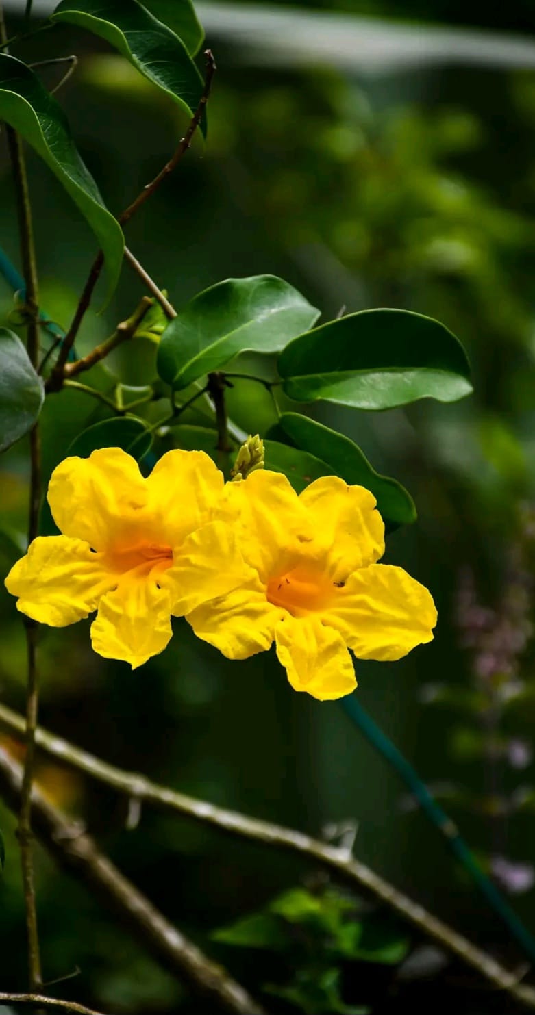 Adenocalymma Comosum/ Yellow Trumpet Vine