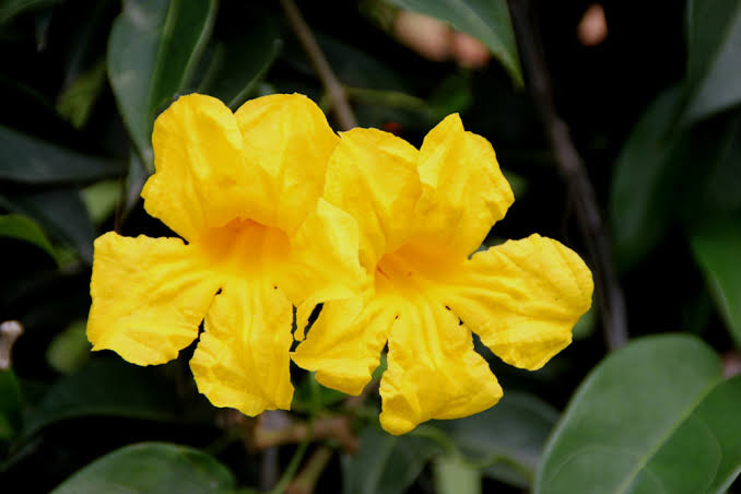 Adenocalymma Comosum/ Yellow Trumpet Vine