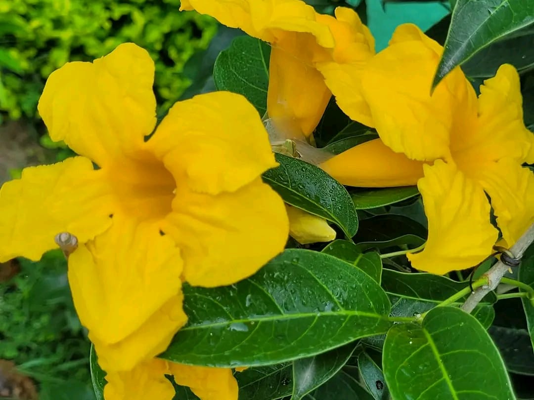 Adenocalymma Comosum/ Yellow Trumpet Vine