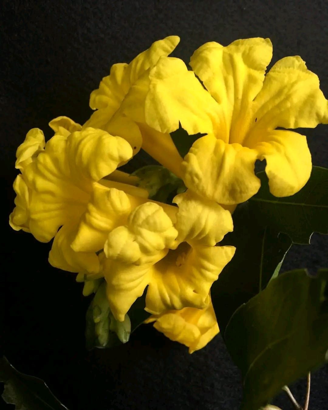 Adenocalymma Comosum/ Yellow Trumpet Vine