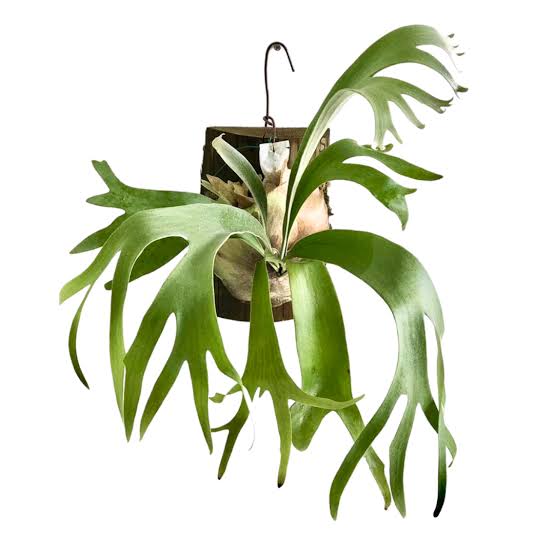 Staghorn Fern