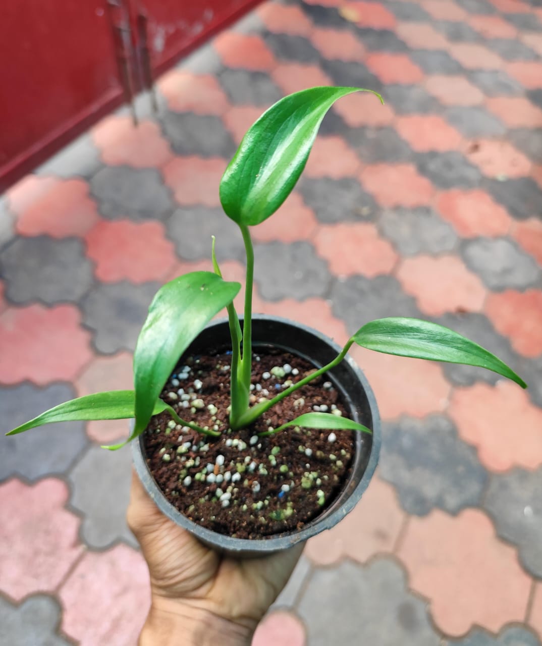 Philodendron Burle Marx Flame