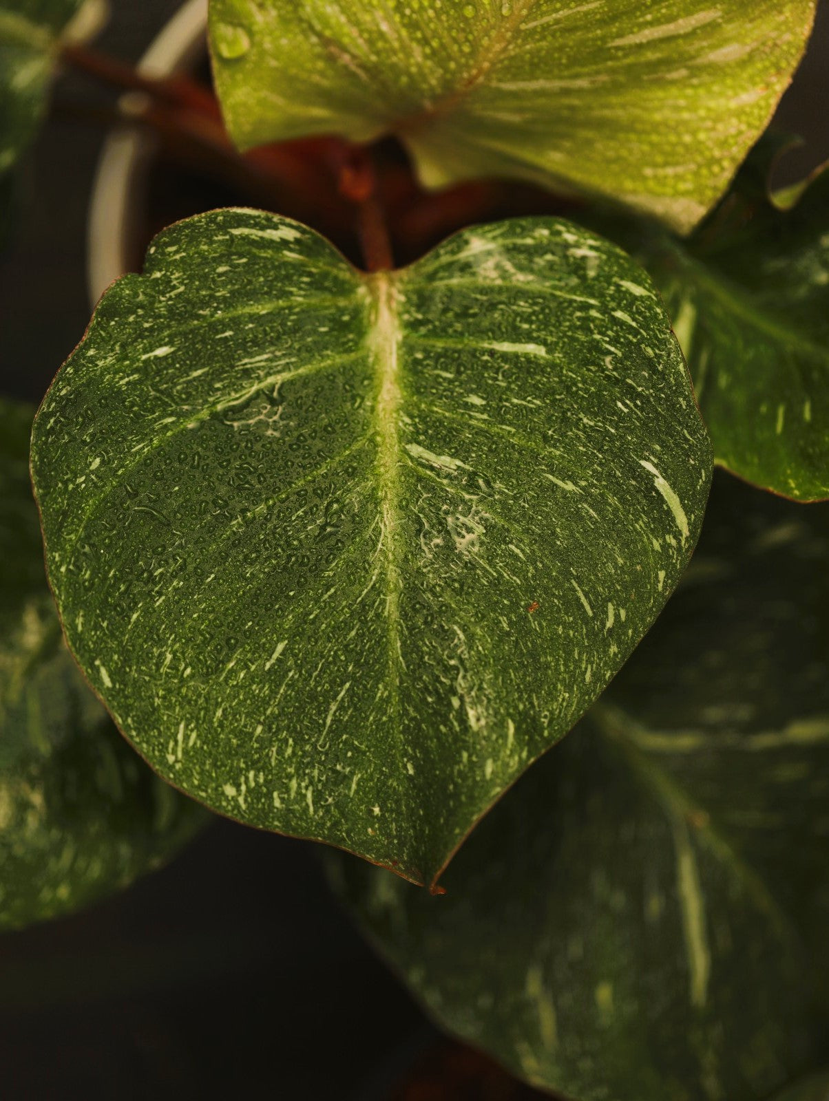 Philodendron White Knight Marble