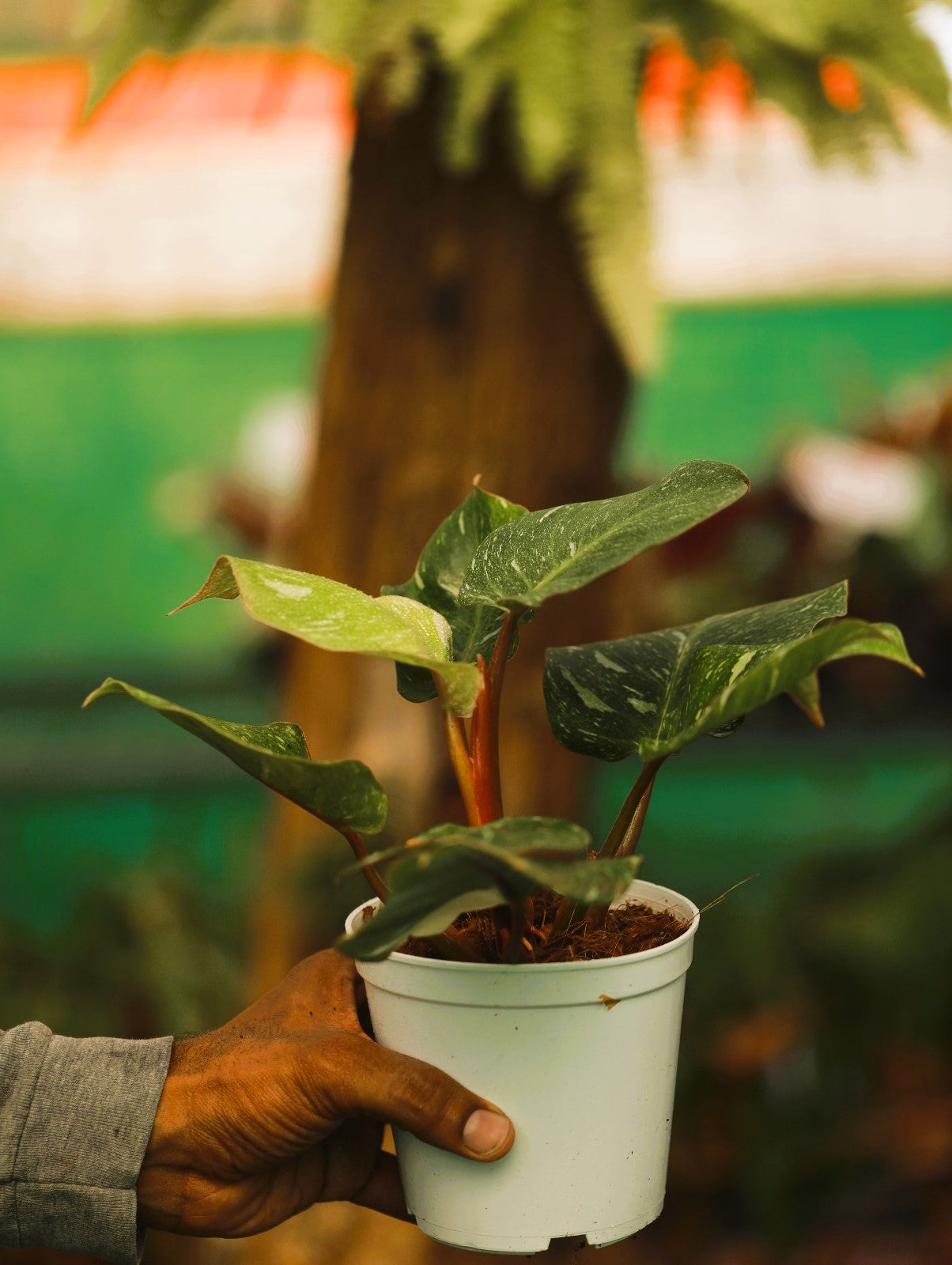 Philodendron White Knight Marble